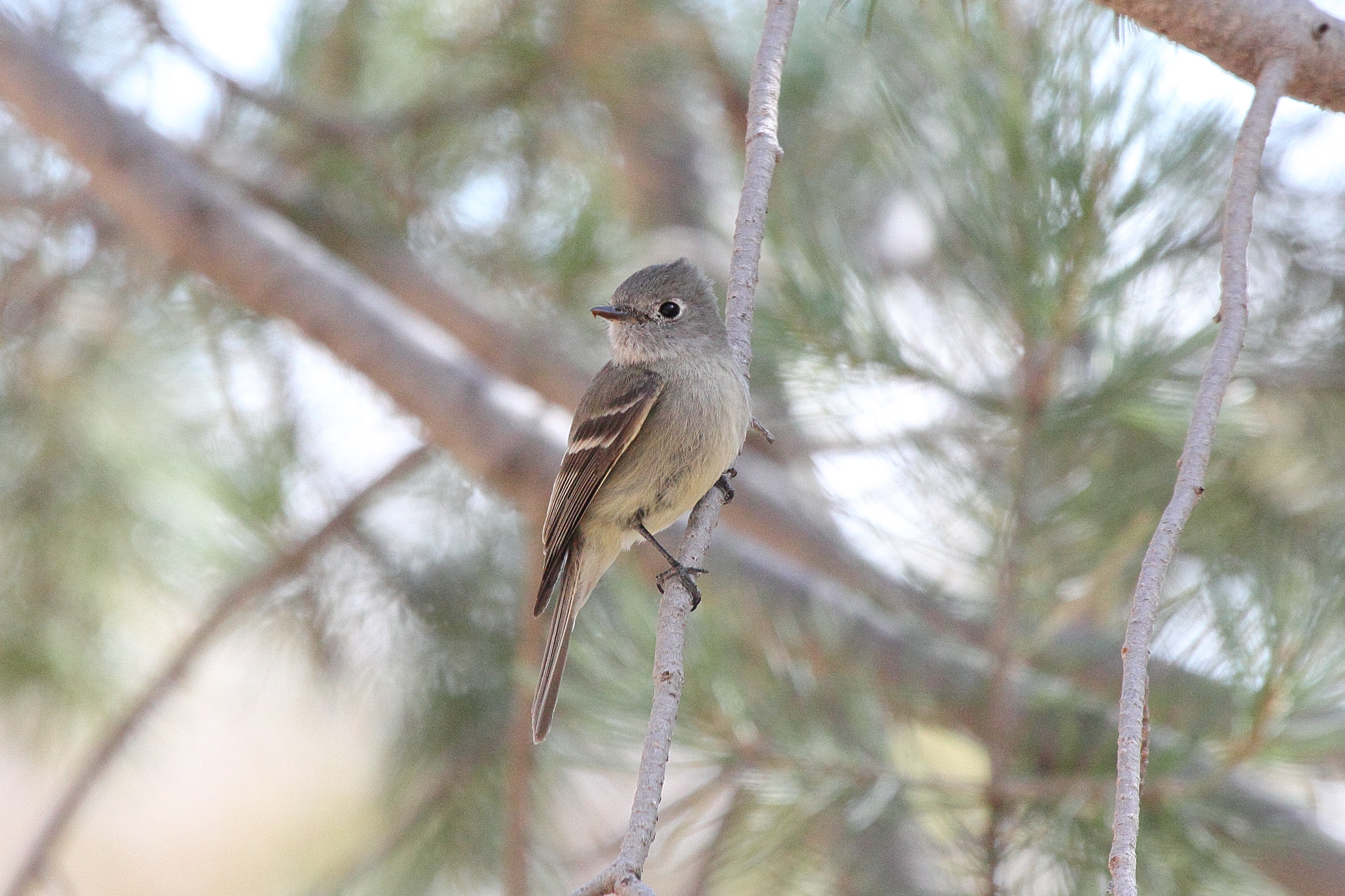 Empidonax hammondii