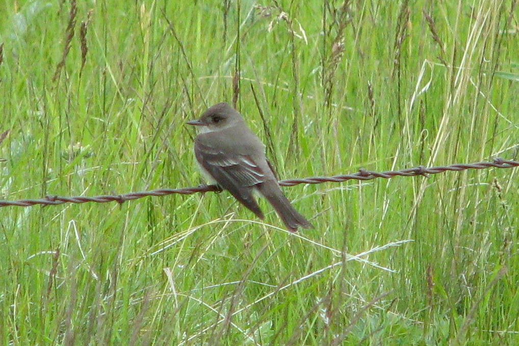 Empidonax oberholseri