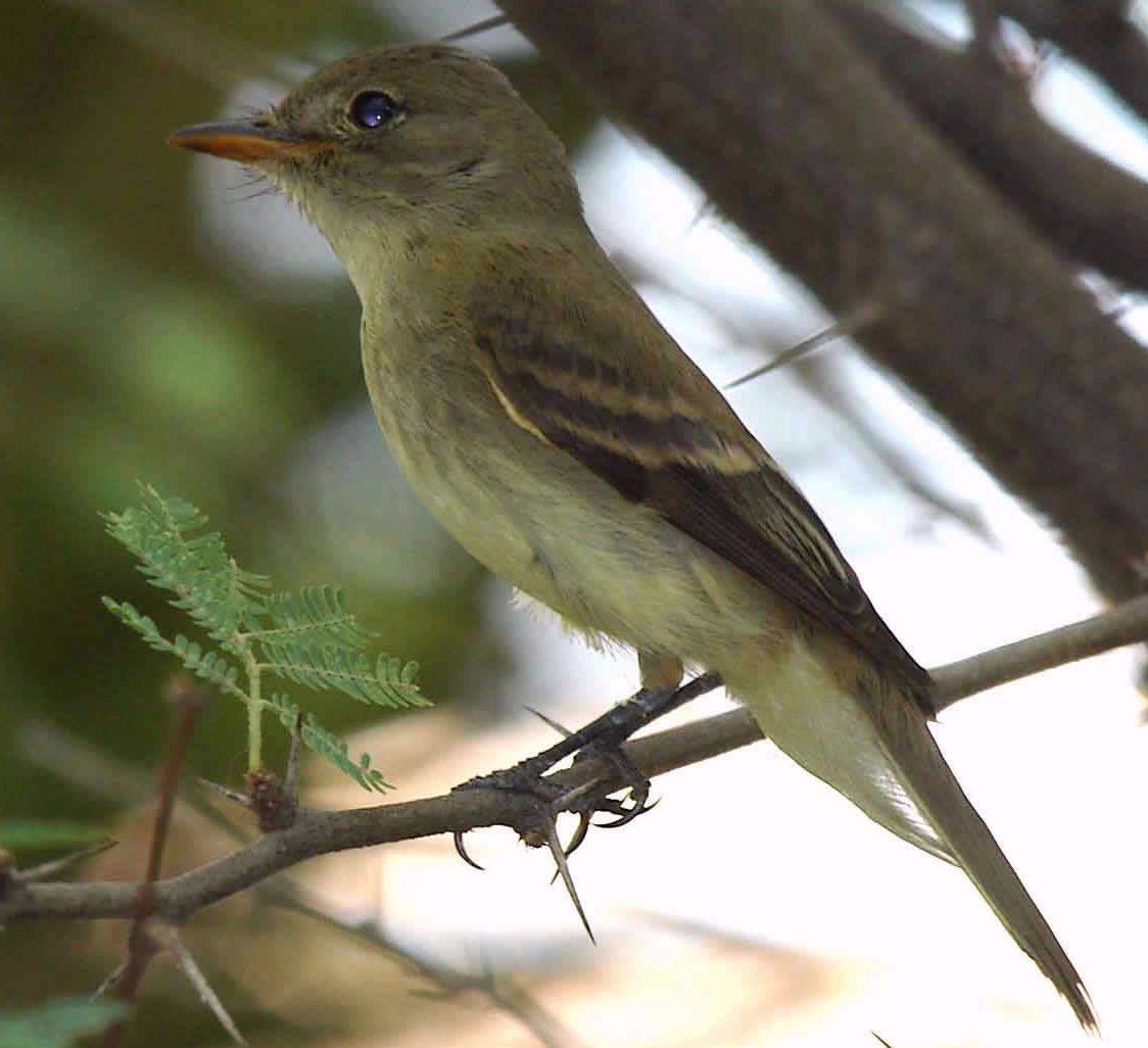 Empidonax traillii