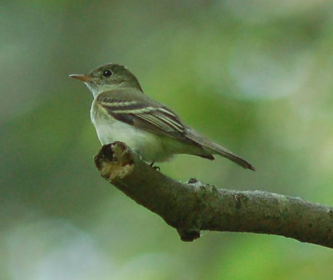 Empidonax virescens