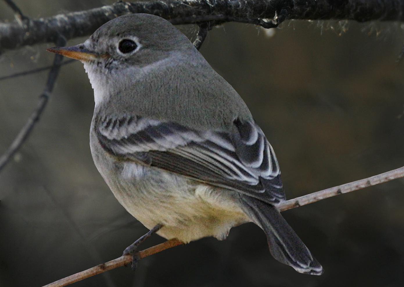 Empidonax wrightii