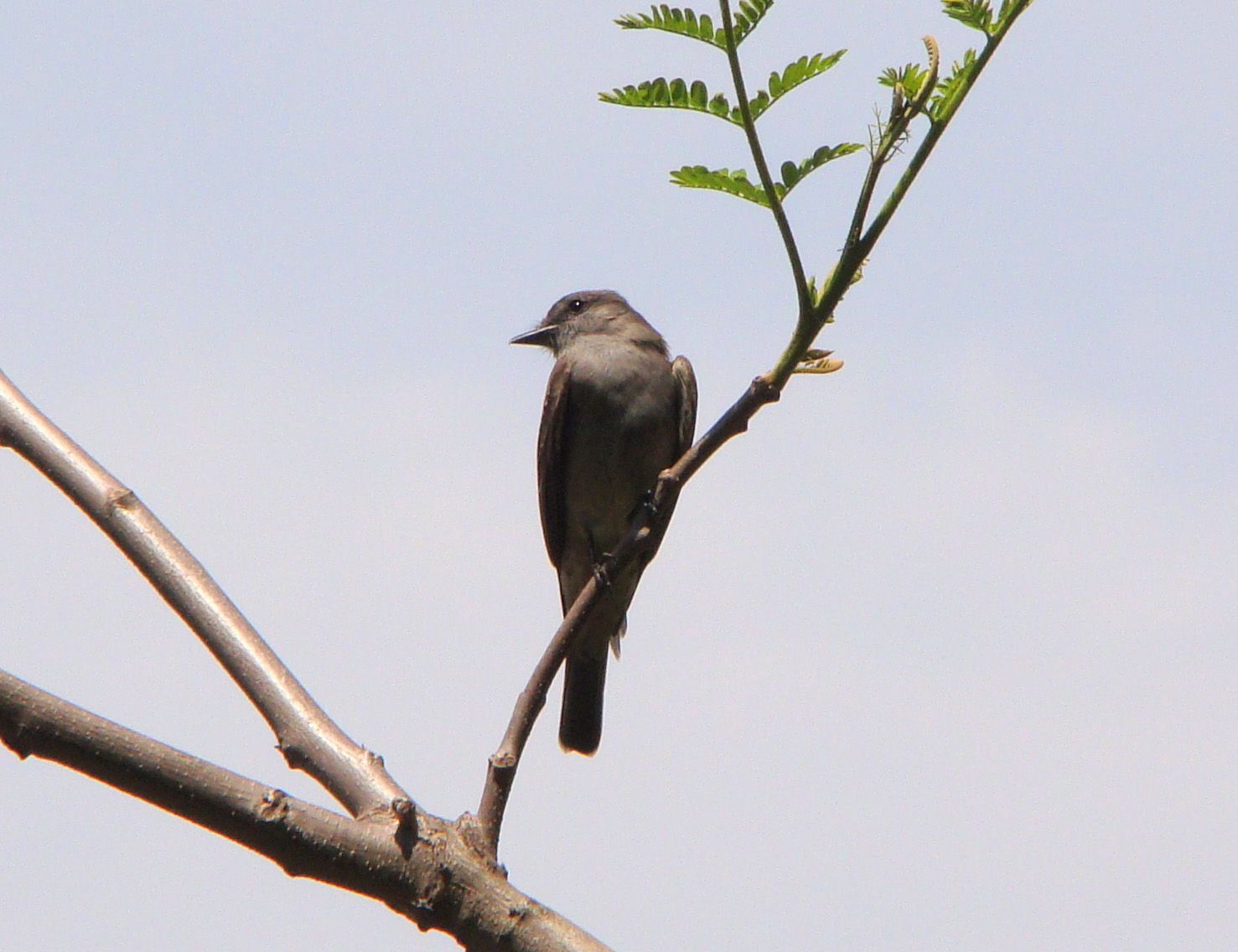 Empidonomus aurantioatrocristatus