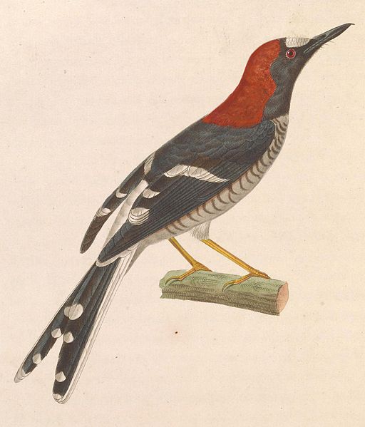 Enicurus ruficapillus