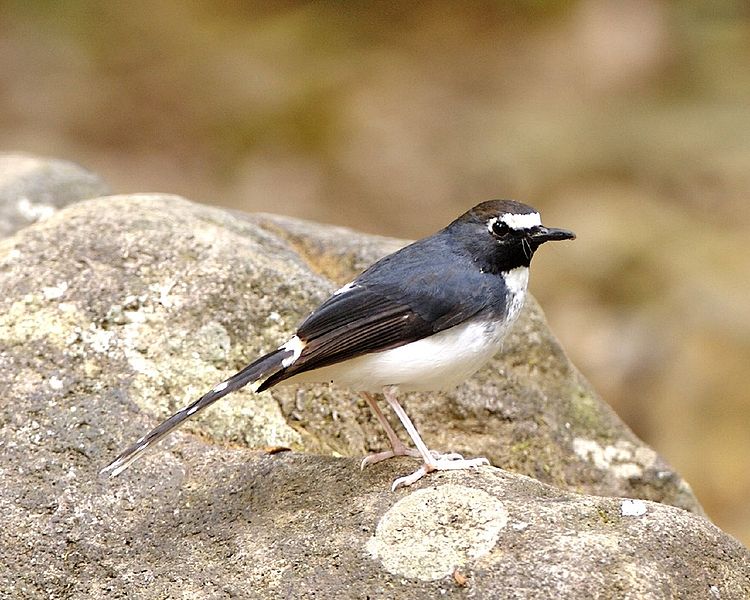 Enicurus velatus