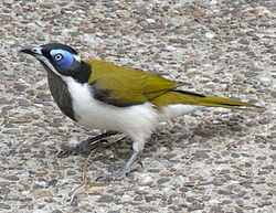 Entomyzon cyanotis