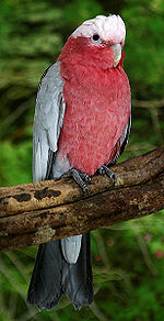 Eolophus roseicapilla