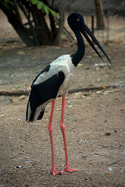 Ephippiorhynchus asiaticus