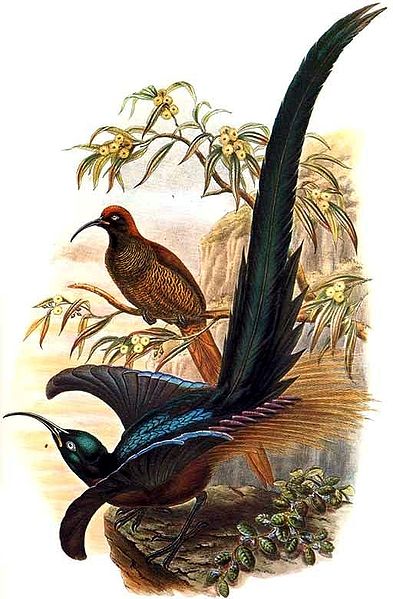 Epimachus meyeri