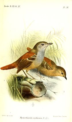 Epinecrophylla erythrura