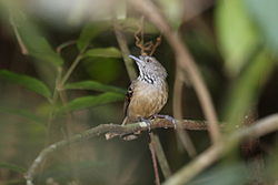 Epinecrophylla fulviventris