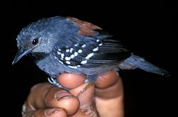 Epinecrophylla ornata