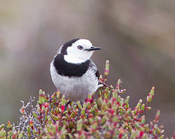 Epthianura albifrons