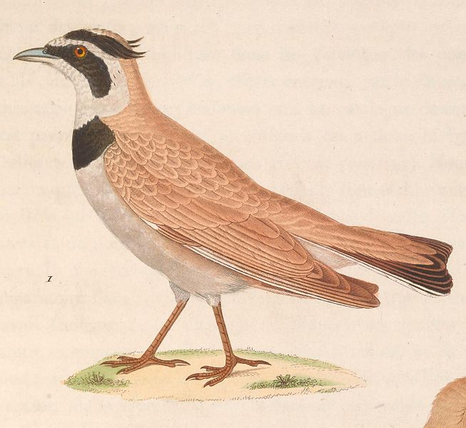 Eremophila bilopha