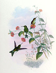 Eriocnemis aline