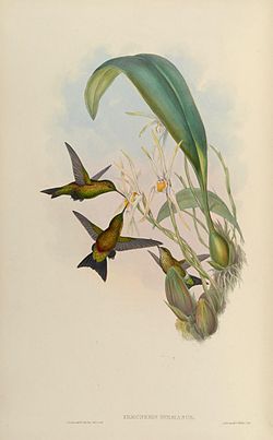 Eriocnemis derbyi