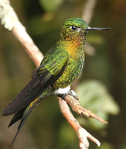Eriocnemis mosquera