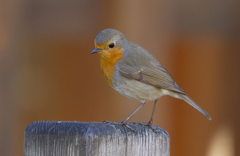 Erithacus rubecula