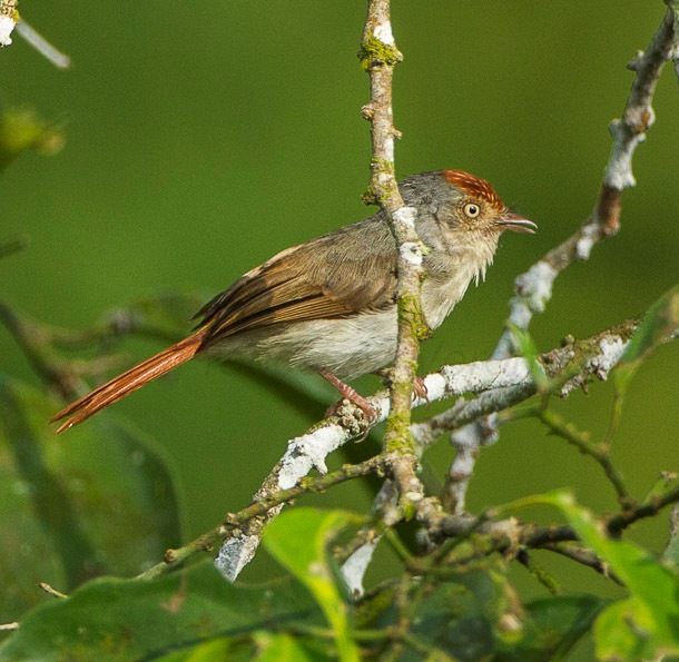 Erythrocercus mccallii