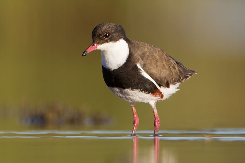 Erythrogonys cinctus