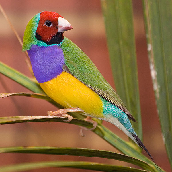 Erythrura gouldiae