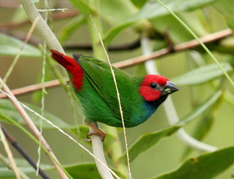 Erythrura pealii