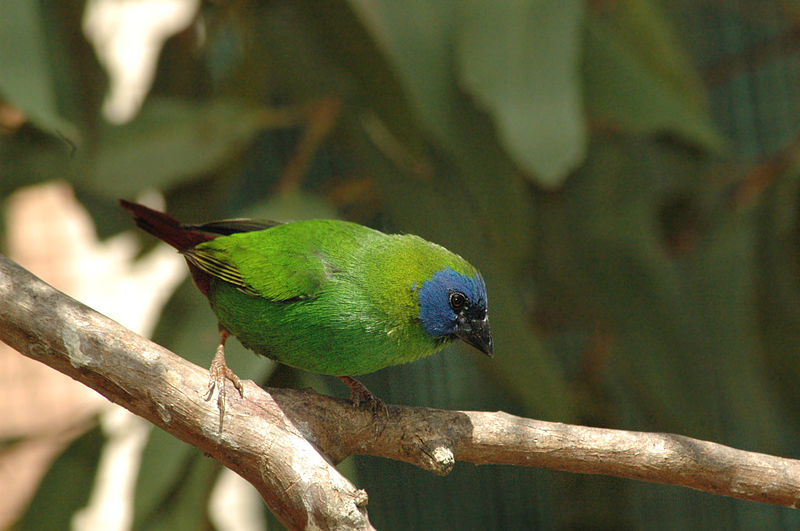 Erythrura trichroa