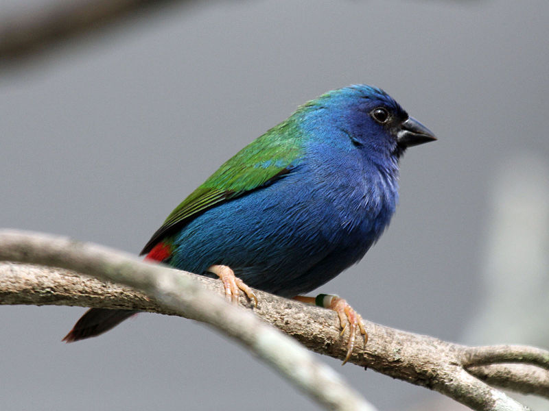 Erythrura tricolor