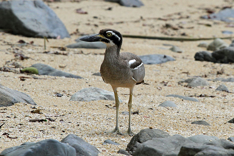 Esacus magnirostris