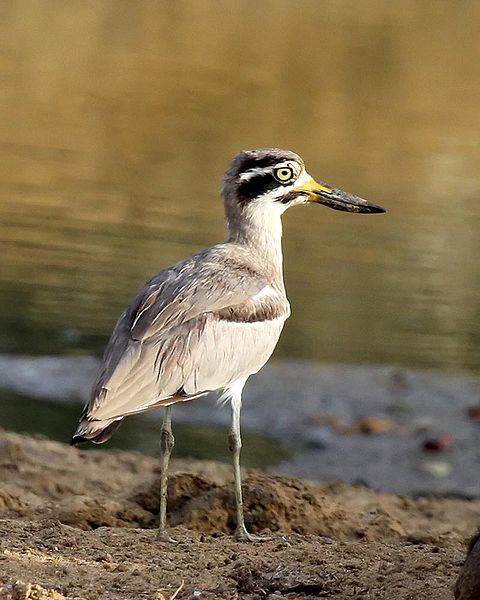 Esacus recurvirostris