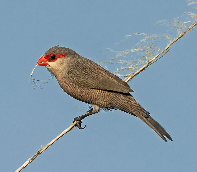 Estrilda astrild