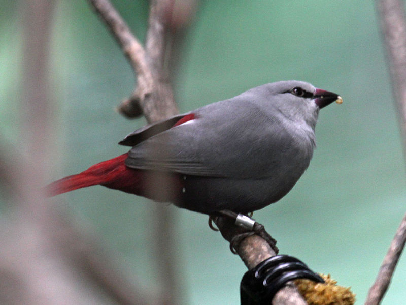 Estrilda caerulescens