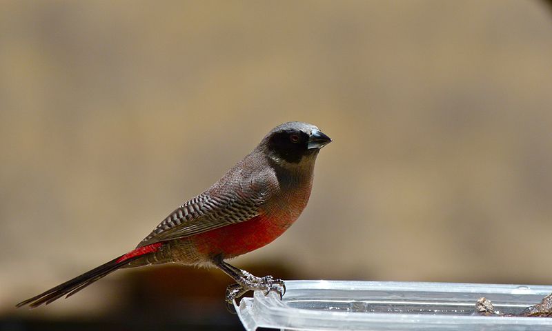 Estrilda erythronotos