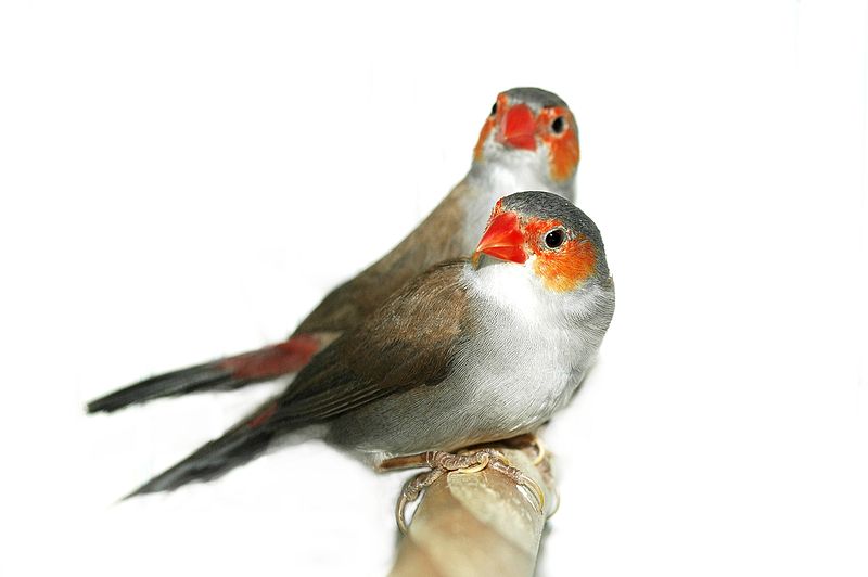 Estrilda melpoda