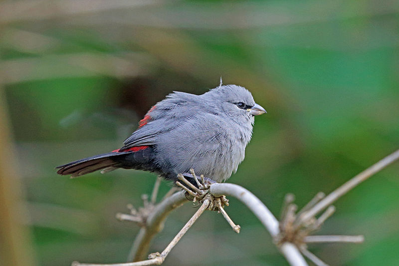 Estrilda perreini
