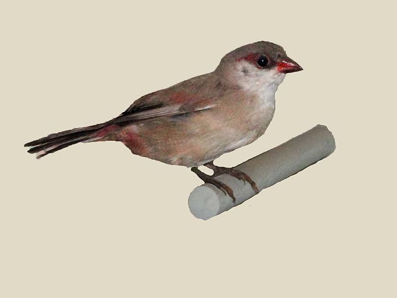 Estrilda rhodopyga