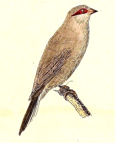 Estrilda troglodytes