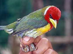 Eubucco bourcierii