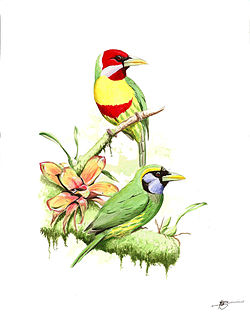 Eubucco versicolor