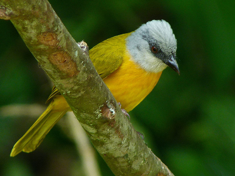 Eucometis penicillata