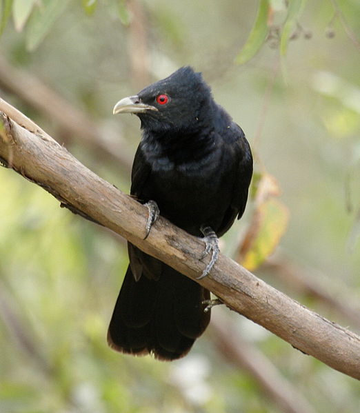 Eudynamys cyanocephalus