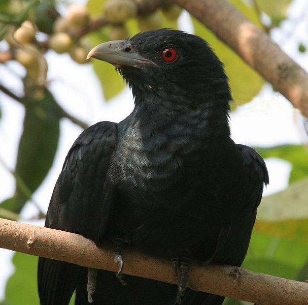Eudynamys scolopaceus
