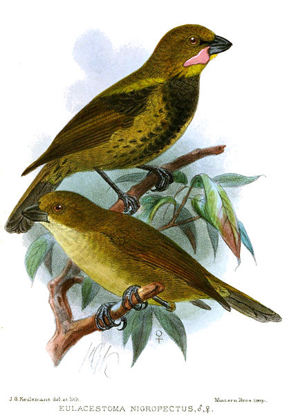 Eulacestoma nigropectus