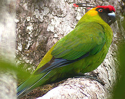 Eunymphicus cornutus