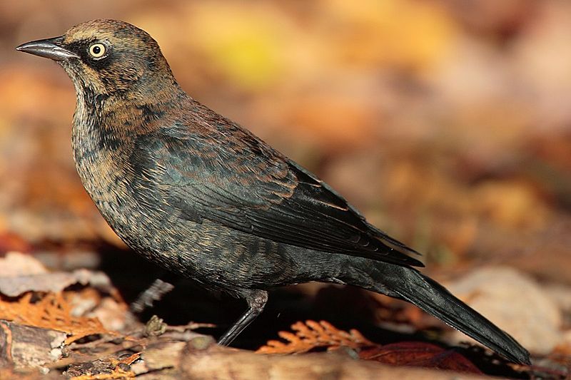 Euphagus carolinus