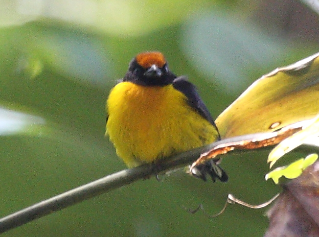 Euphonia anneae
