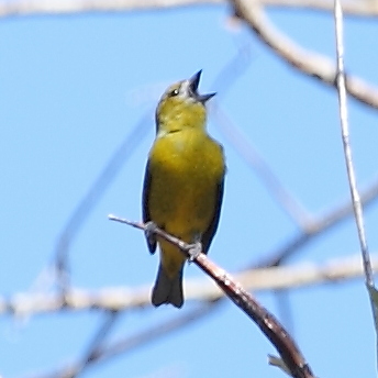 Euphonia chrysopasta