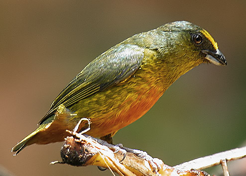 Euphonia gouldi