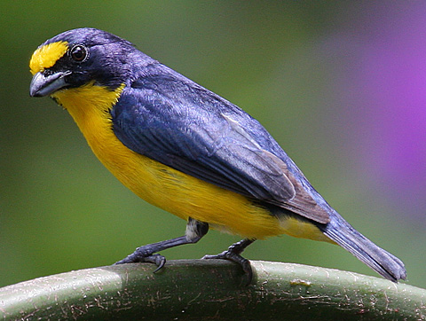 Euphonia hirundinacea