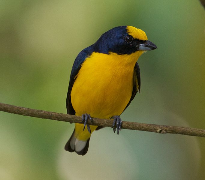 Euphonia laniirostris