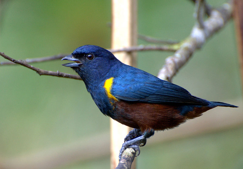Euphonia pectoralis